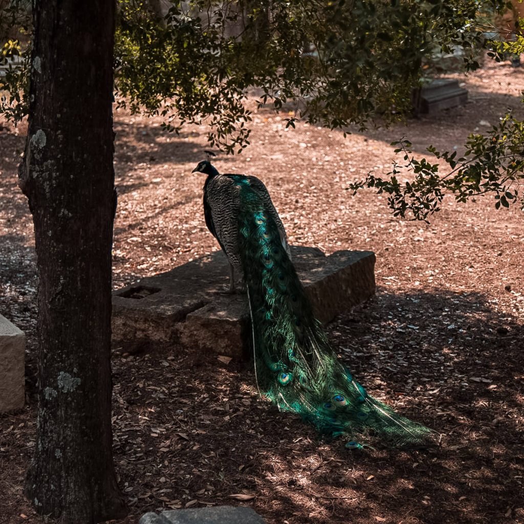 Peacock on Lokrum