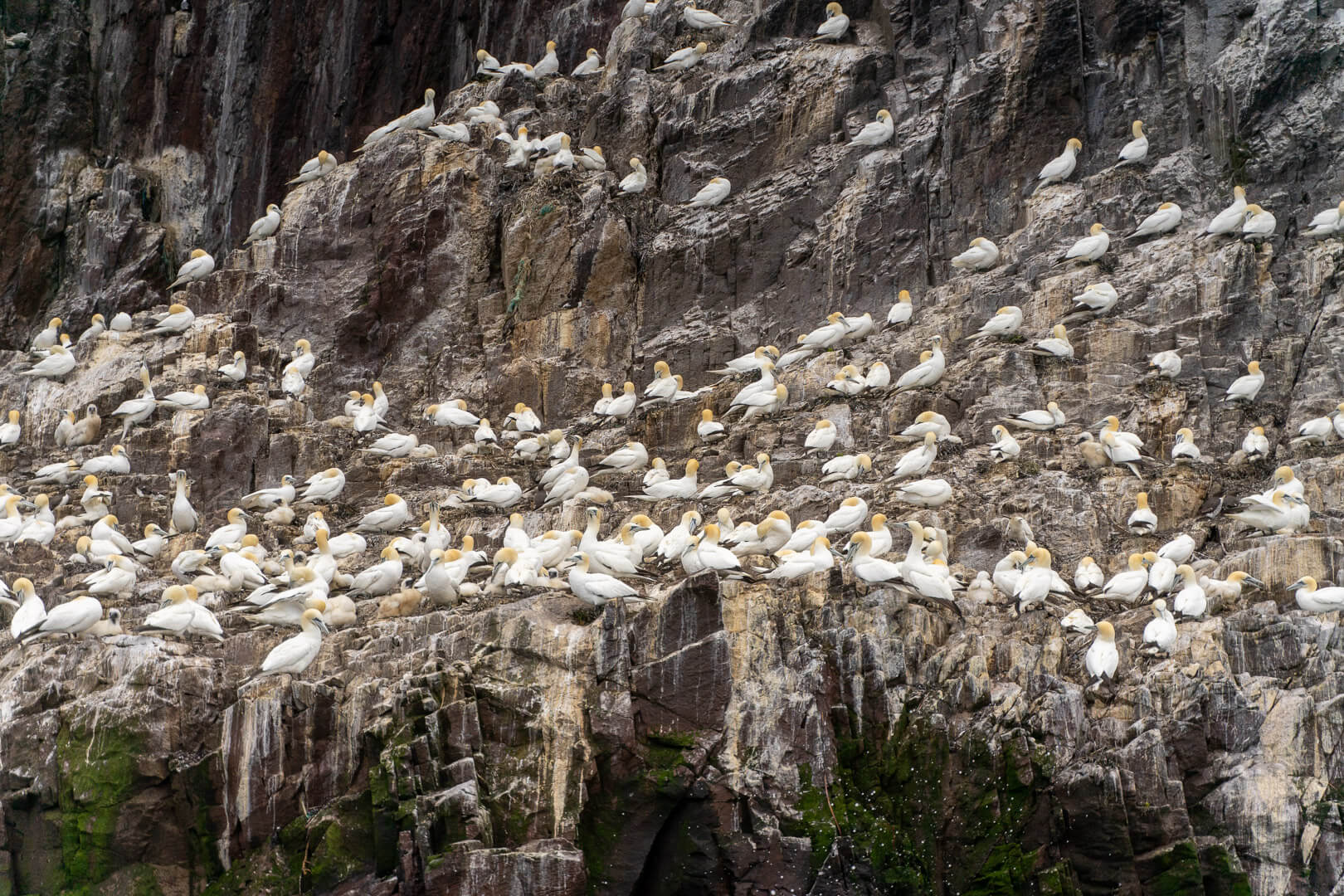 Birds on Bass Rock