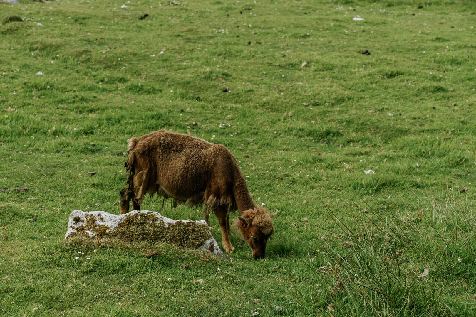 St Kilda Sheep