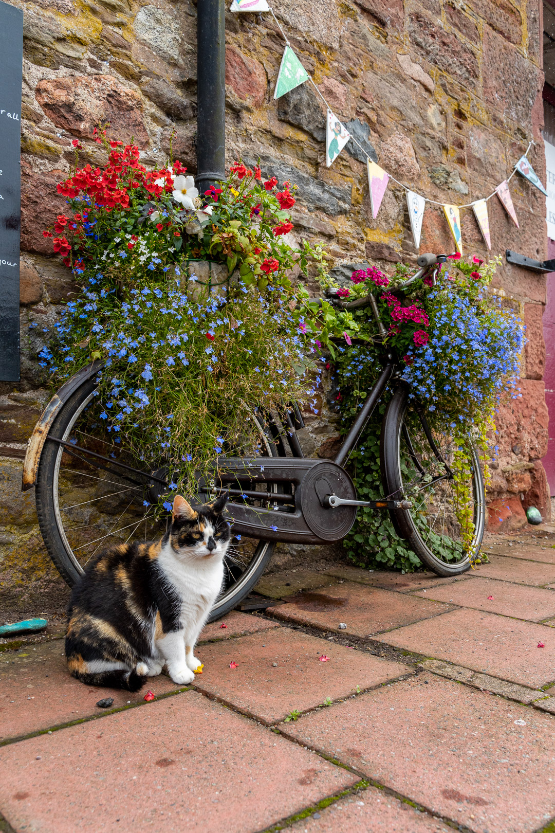 Fettercairn Cat